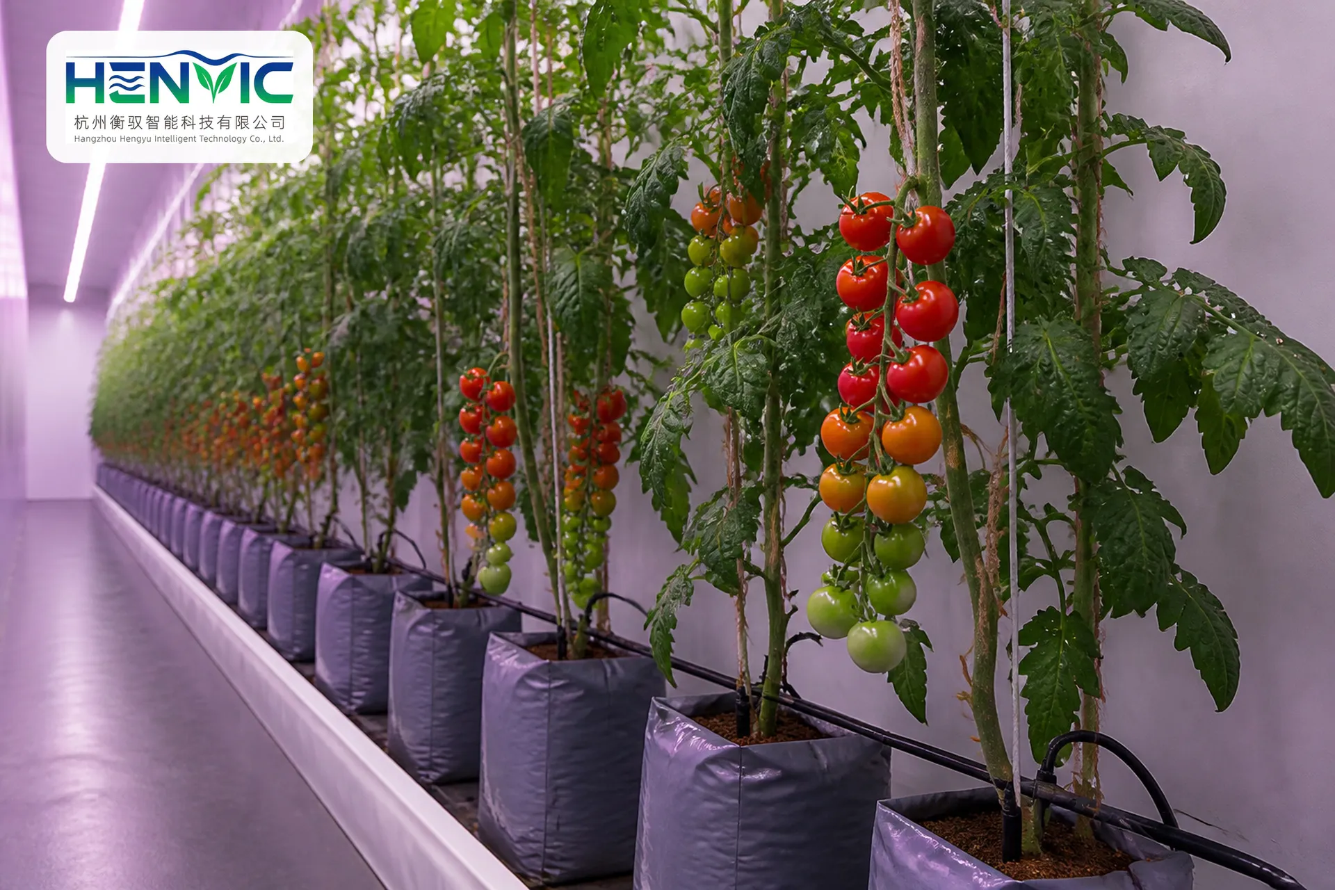 Hollow Lettuce Floating Board Cultivation Container | Henvic